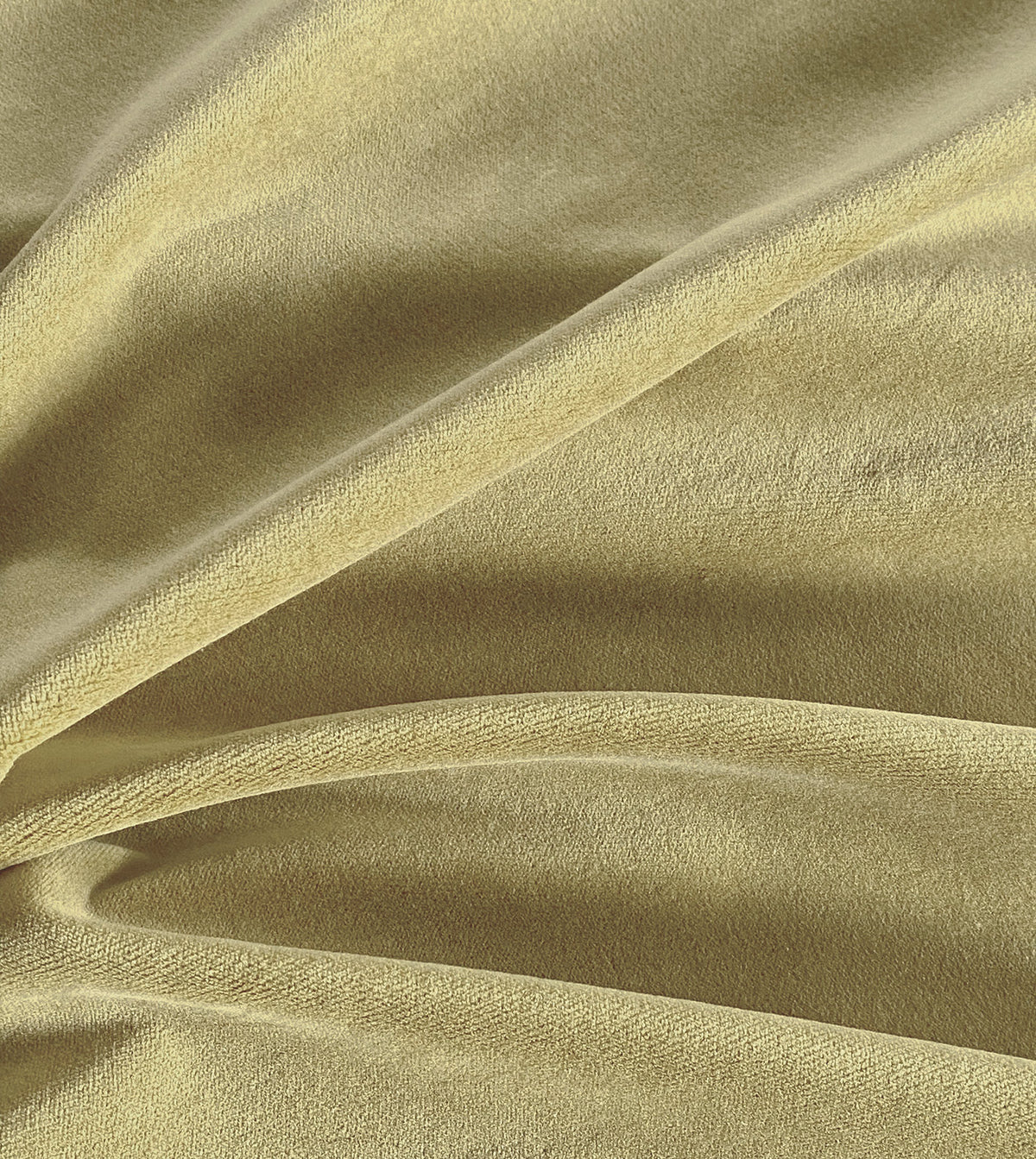 Blick Goldenrod